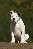 BOULEDOGUE AMERICAIN 328